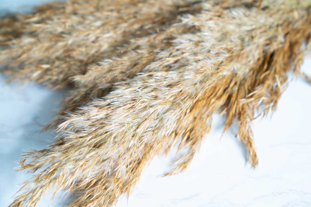Indian Reeds - Image 4