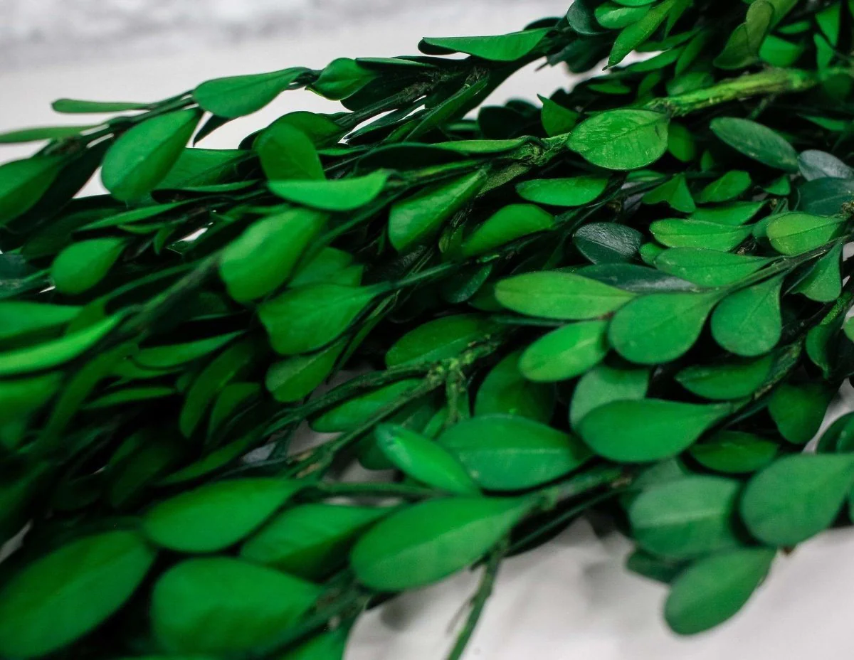 American Boxwood Greenery - Image 2