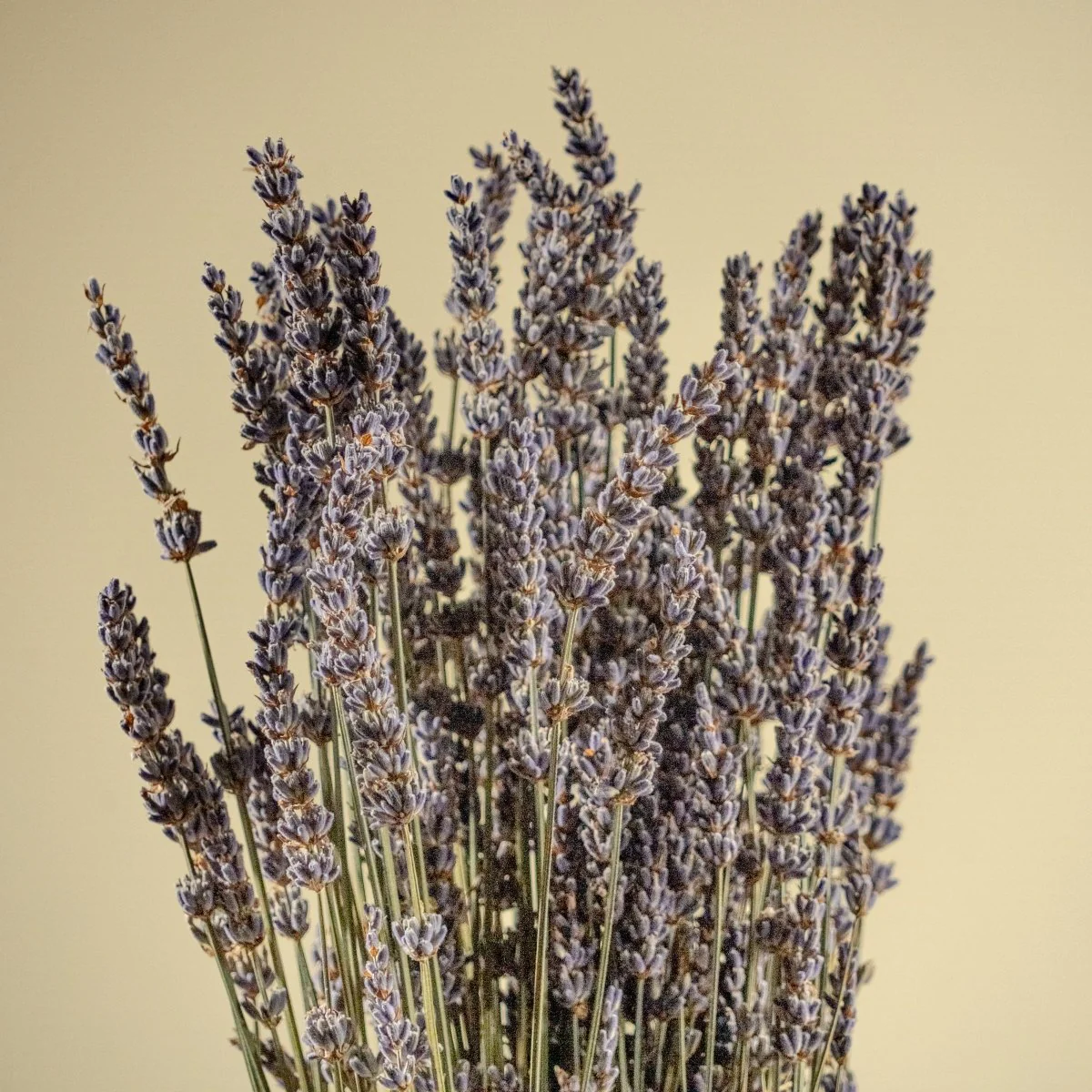 Lavender - Image 3