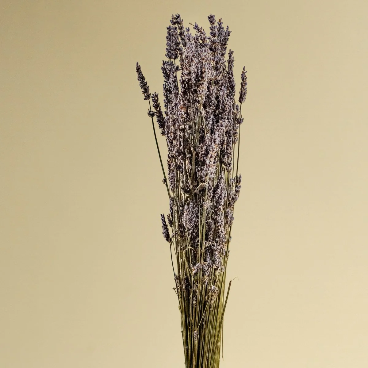 Lavender - Sample - Image 4