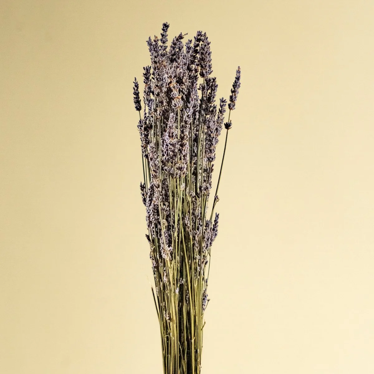Lavender - Sample - Image 5