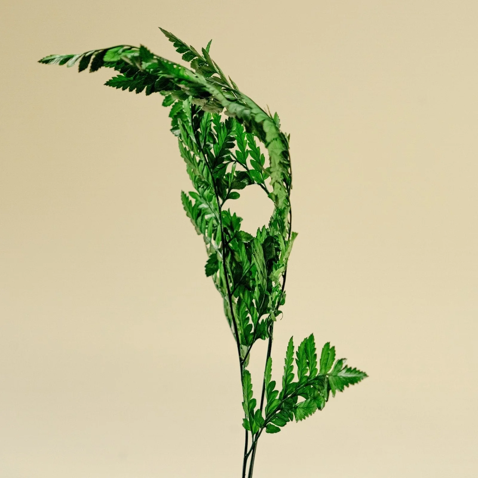 Leather Leaf (Green) - Sample - Image 4
