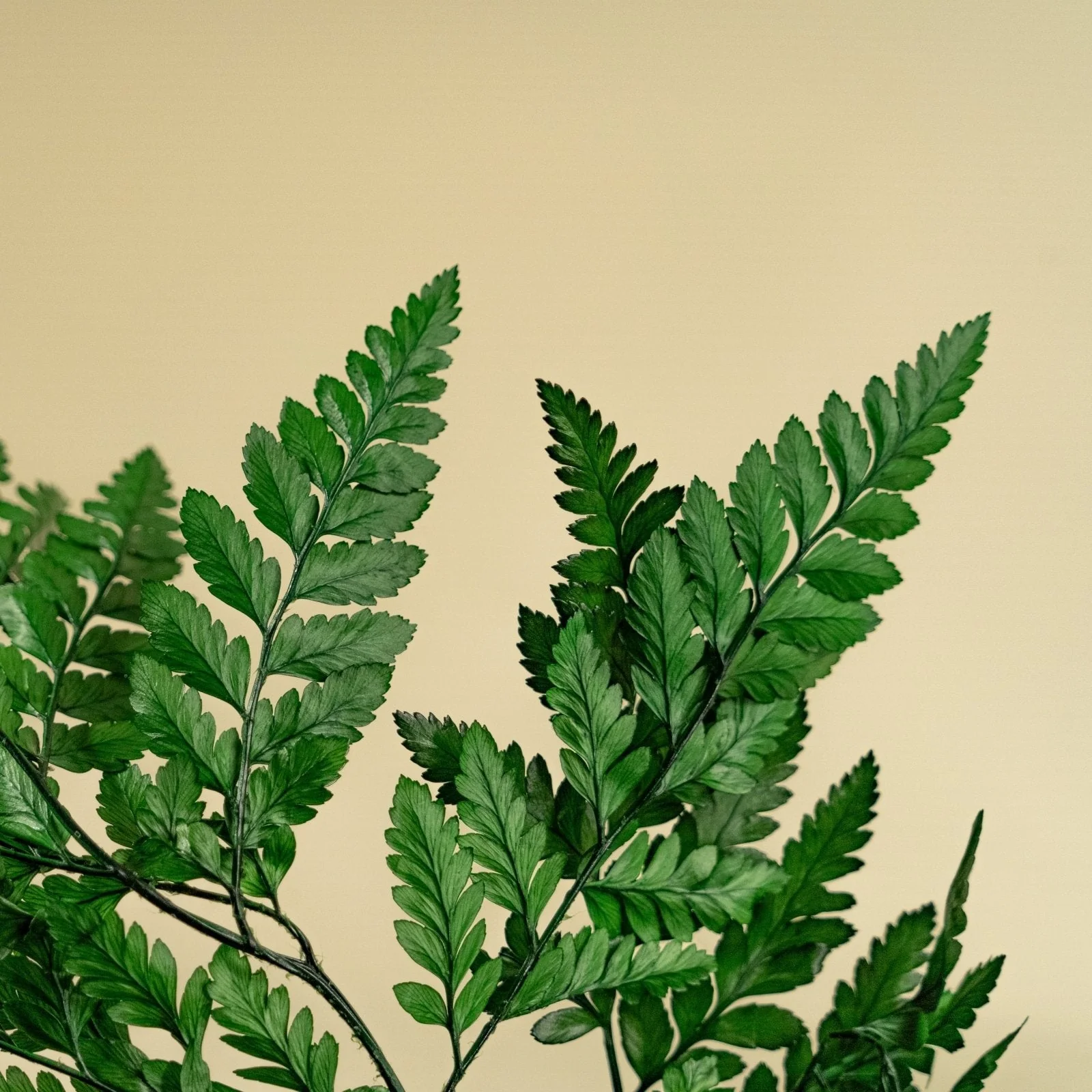 Leather Leaf (Green) - Sample - Image 5