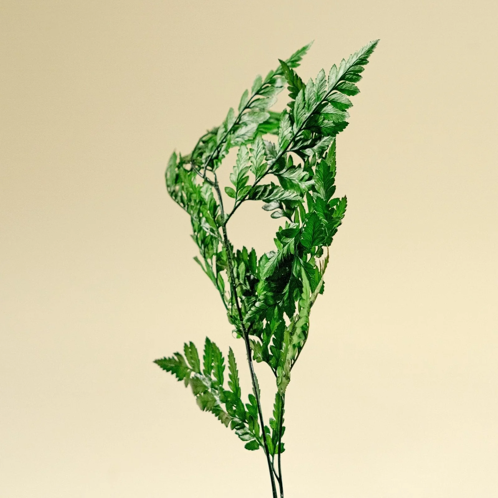Leather Leaf - Green - Image 3