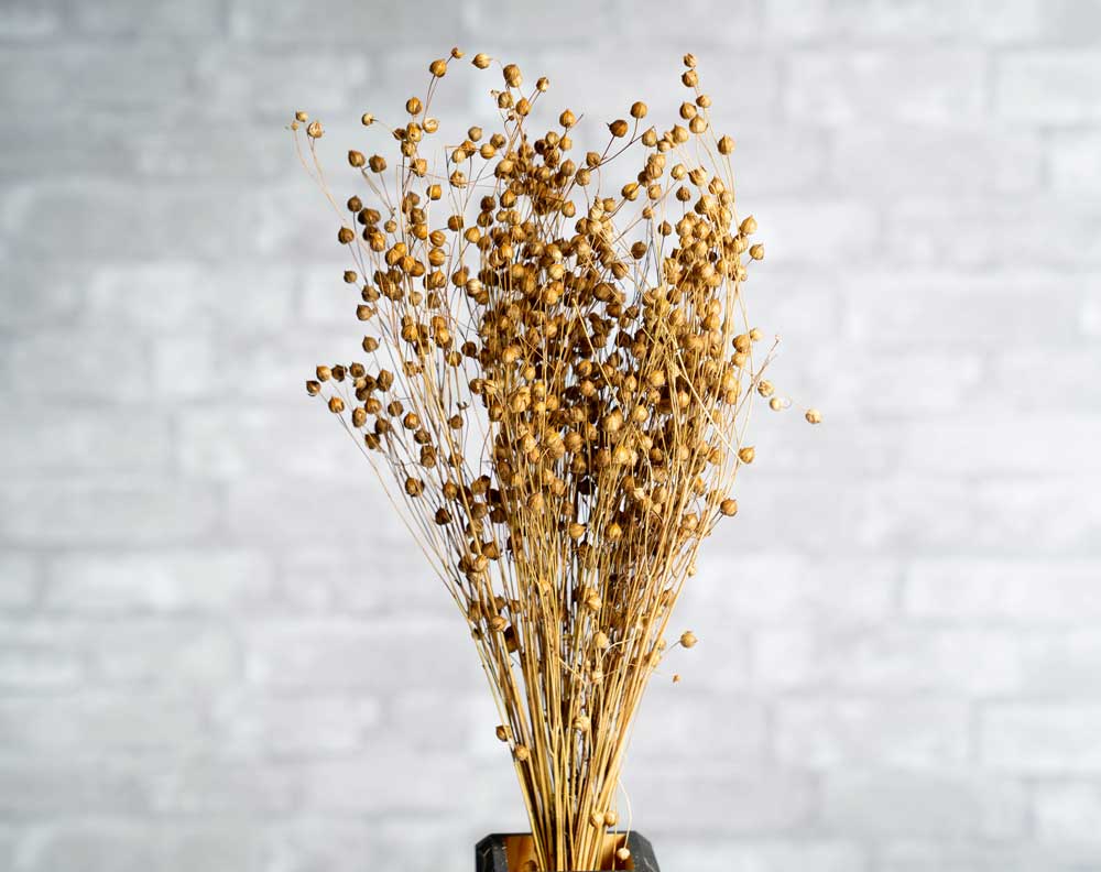 Lino Grass - Image 3