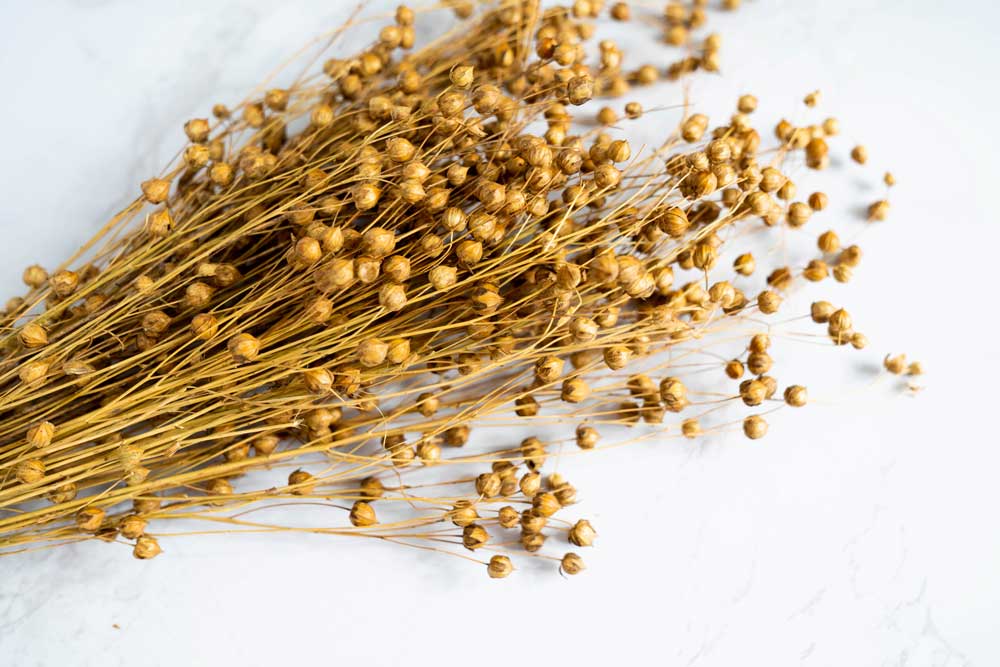Lino Grass - Image 4