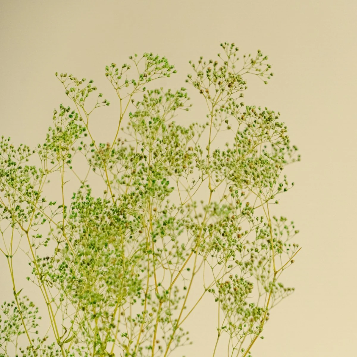 Mini Gyp - Basil Green - Image 3