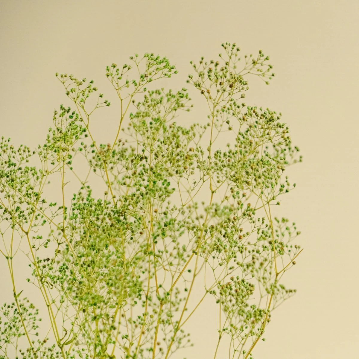 Mini Gyp (Basil Green) - Sample - Image 3