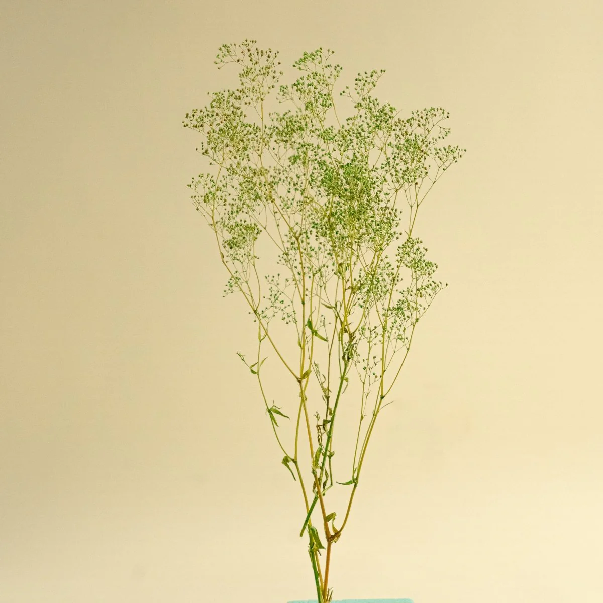 Mini Gyp (Basil Green) - Sample - Image 4
