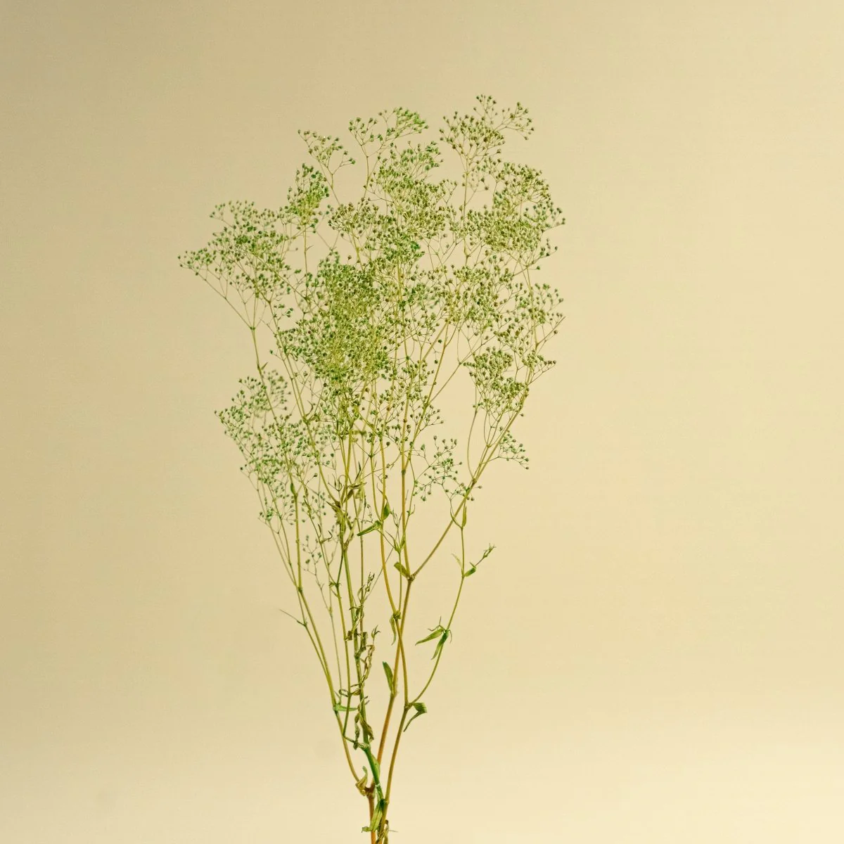 Mini Gyp (Basil Green) - Sample - Image 5