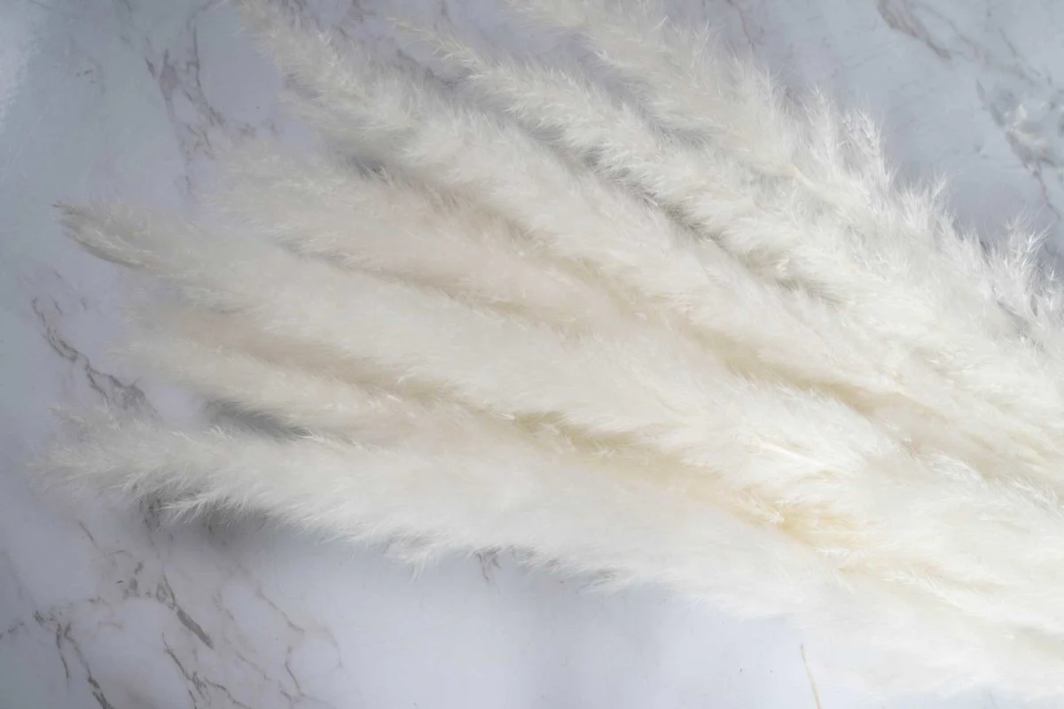 Mini Pampas - Bleached - Image 2