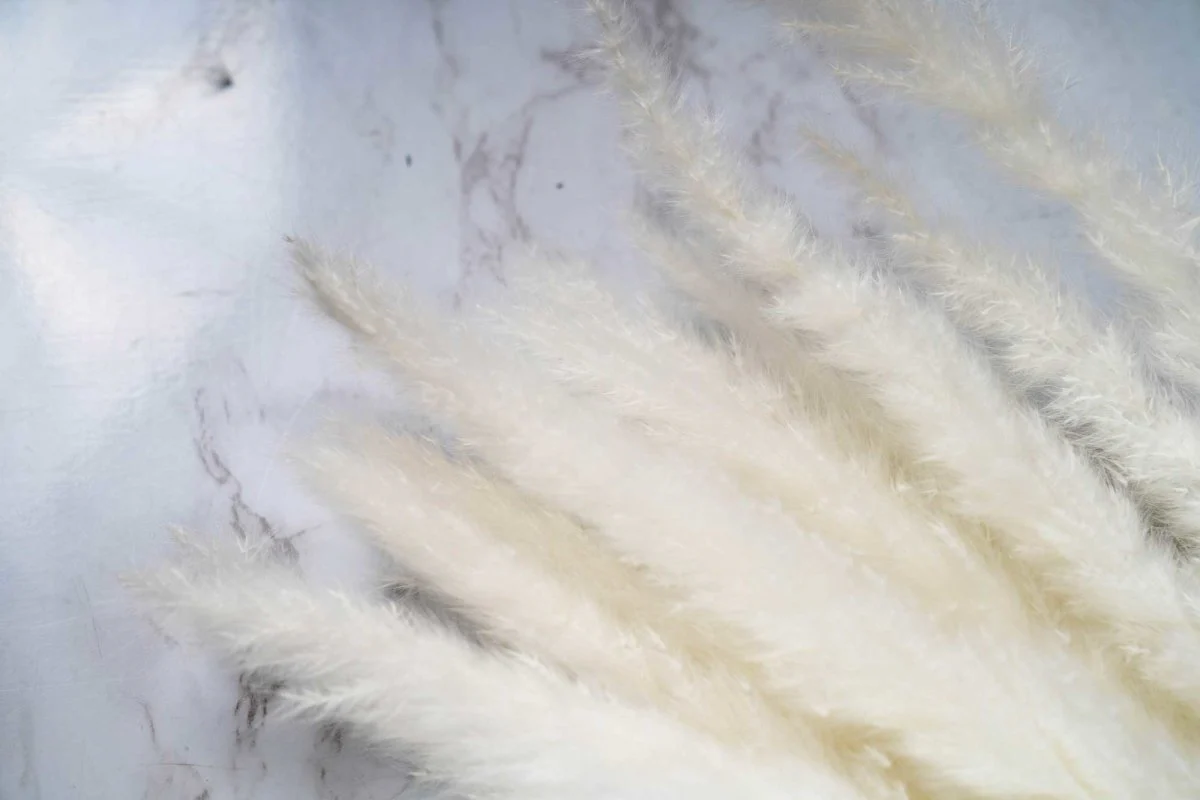 Mini Pampas - Bleached - Image 3