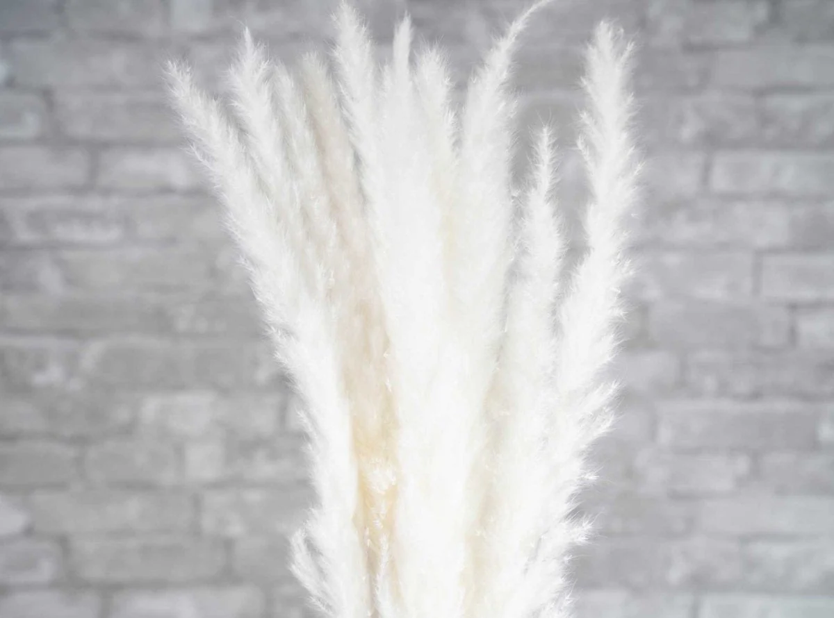 Mini Pampas - Bleached - Image 4
