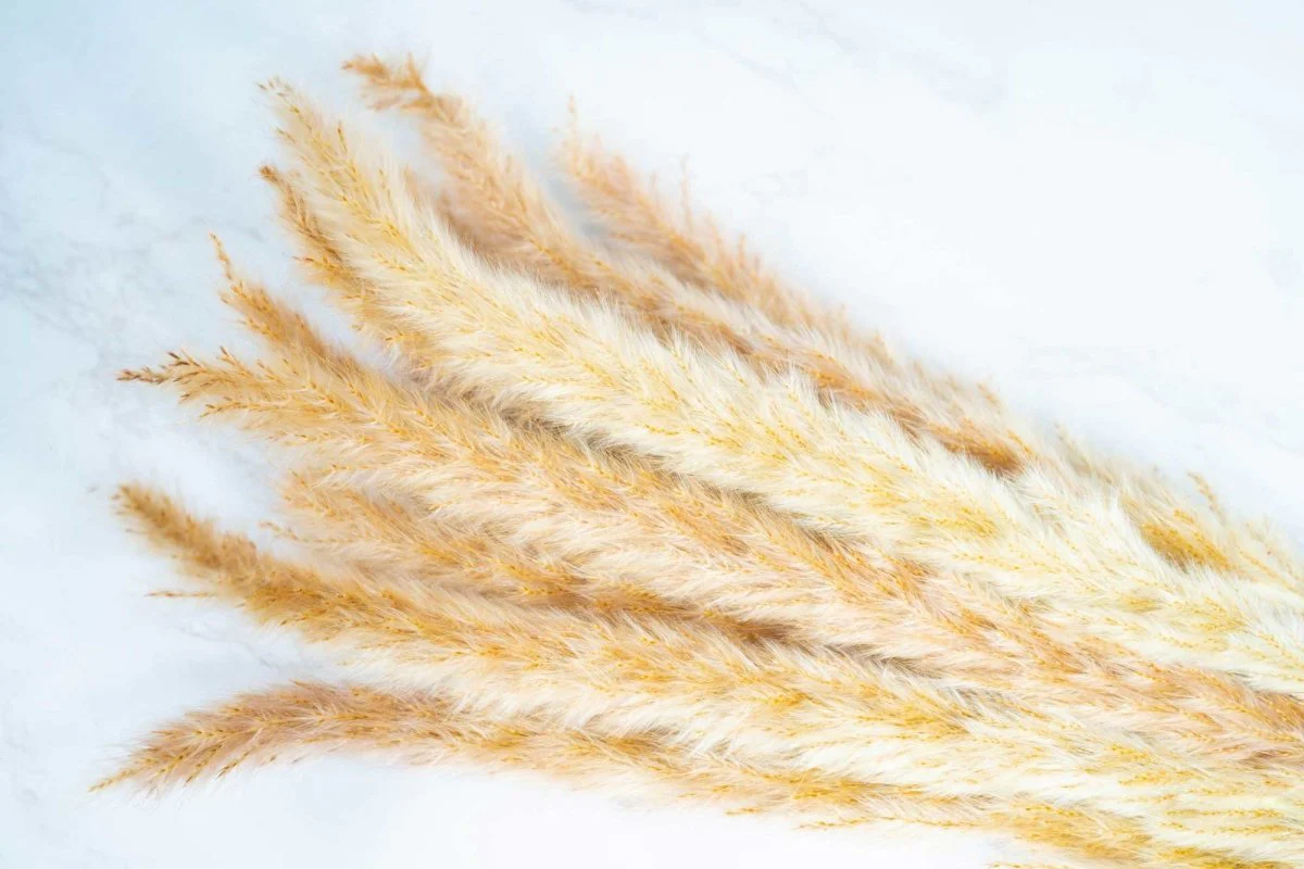 Mini Pampas - Brown - Image 2