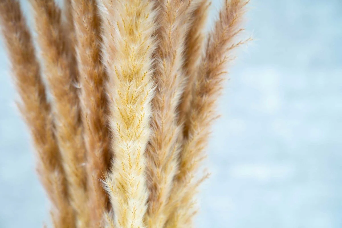 Mini Pampas - Brown - Image 3