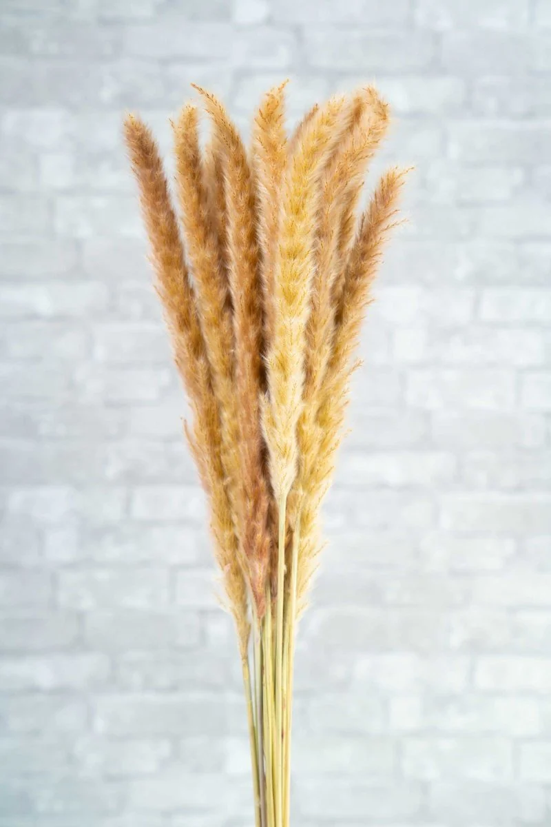 Mini Pampas - Brown - Image 4