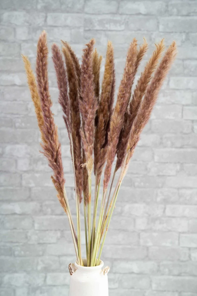 Mini Pampas - Natural - Image 3