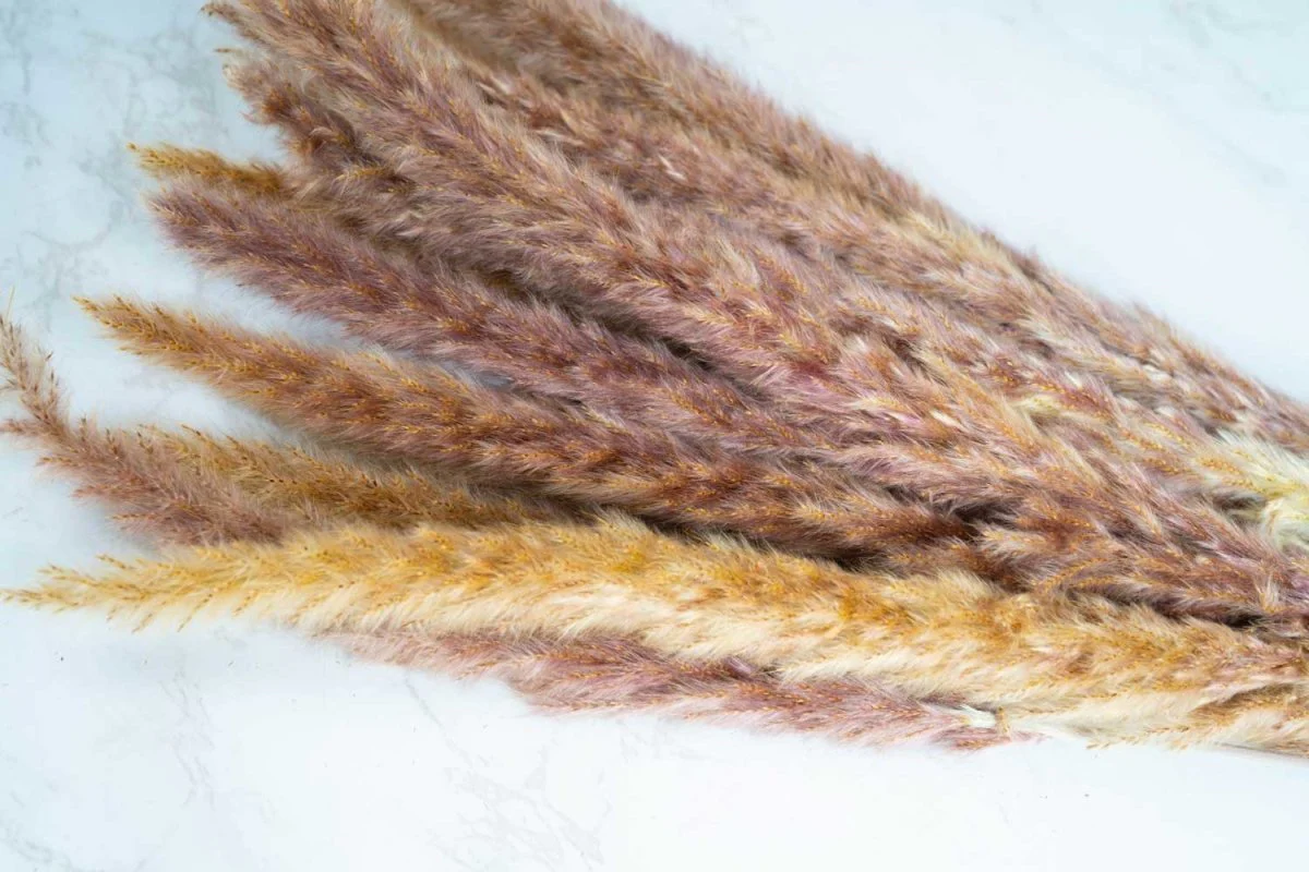 Mini Pampas - Natural - Image 4