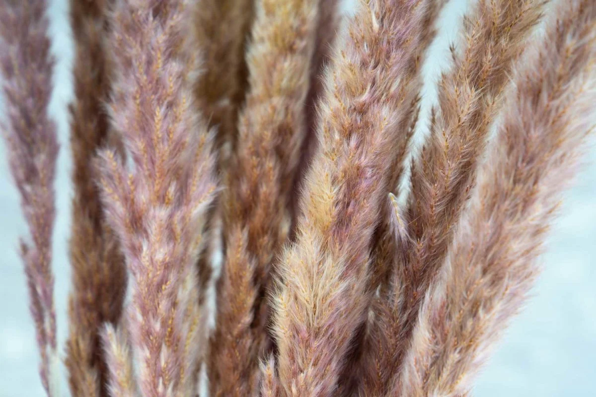 Mini Pampas - Natural - Image 5