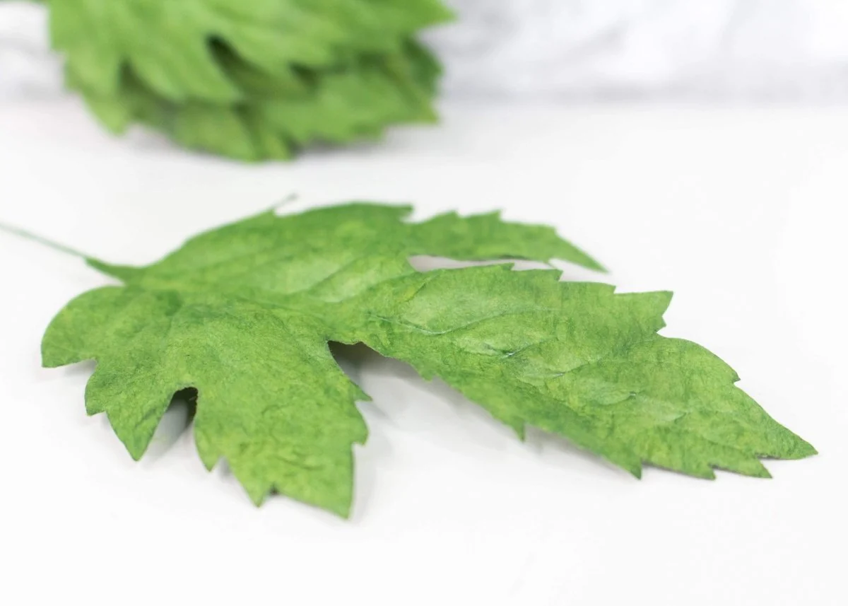 Mulberry Tri-Leaf - 10 Pack - Image 2