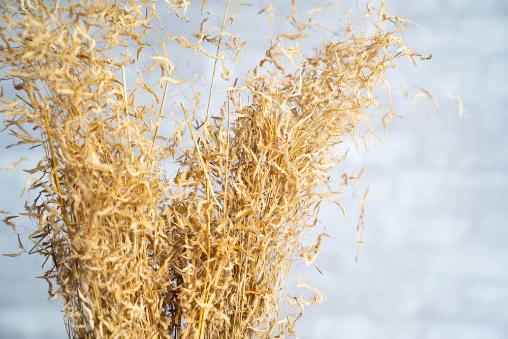 Munni Grass - Image 2