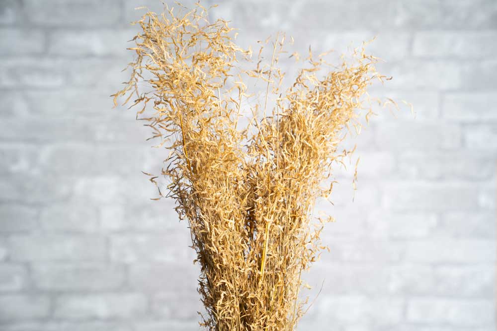 Munni Grass - Image 3