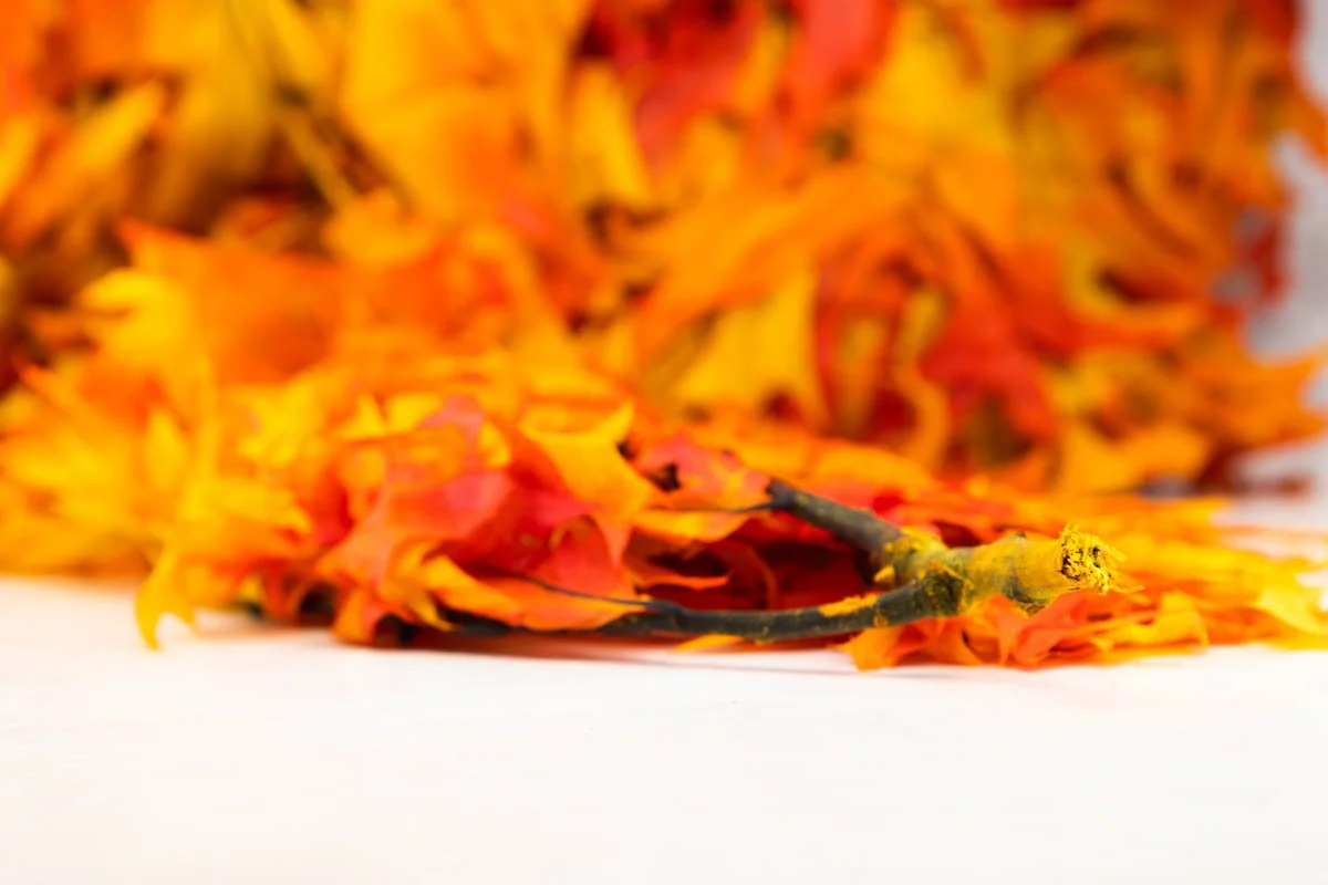 Oak - Autumn - Image 2