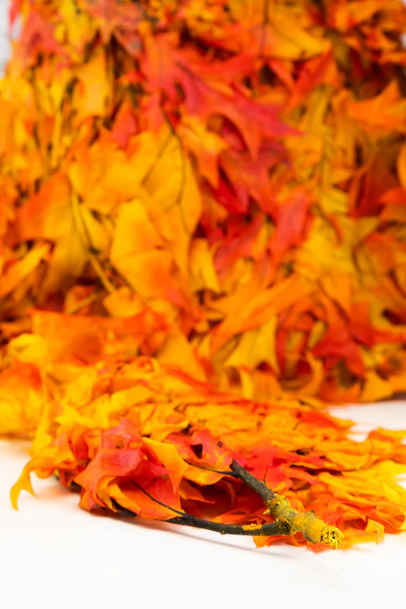 Oak - Autumn - Image 3