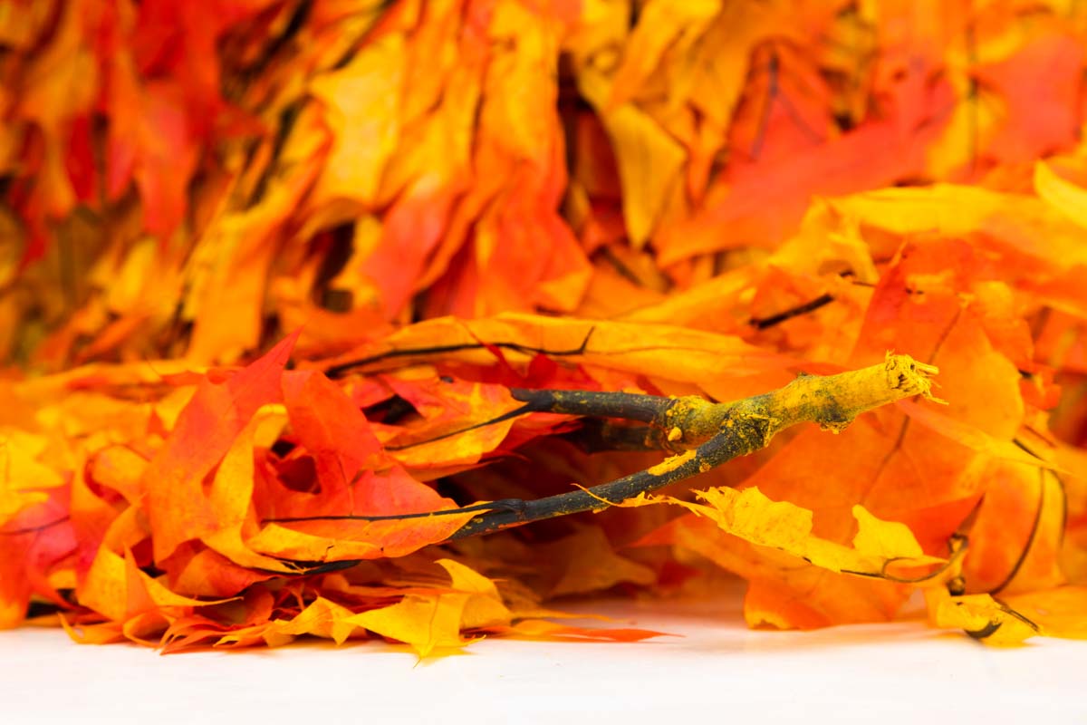 Oak - Autumn - Image 5