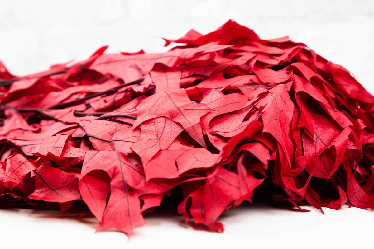 Oak - Red - Image 2