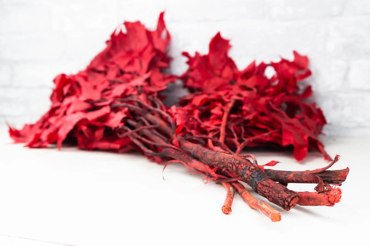 Oak - Red - Image 3