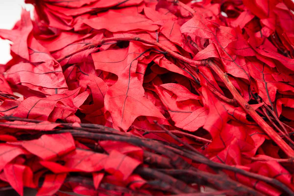 Oak - Red - Image 4