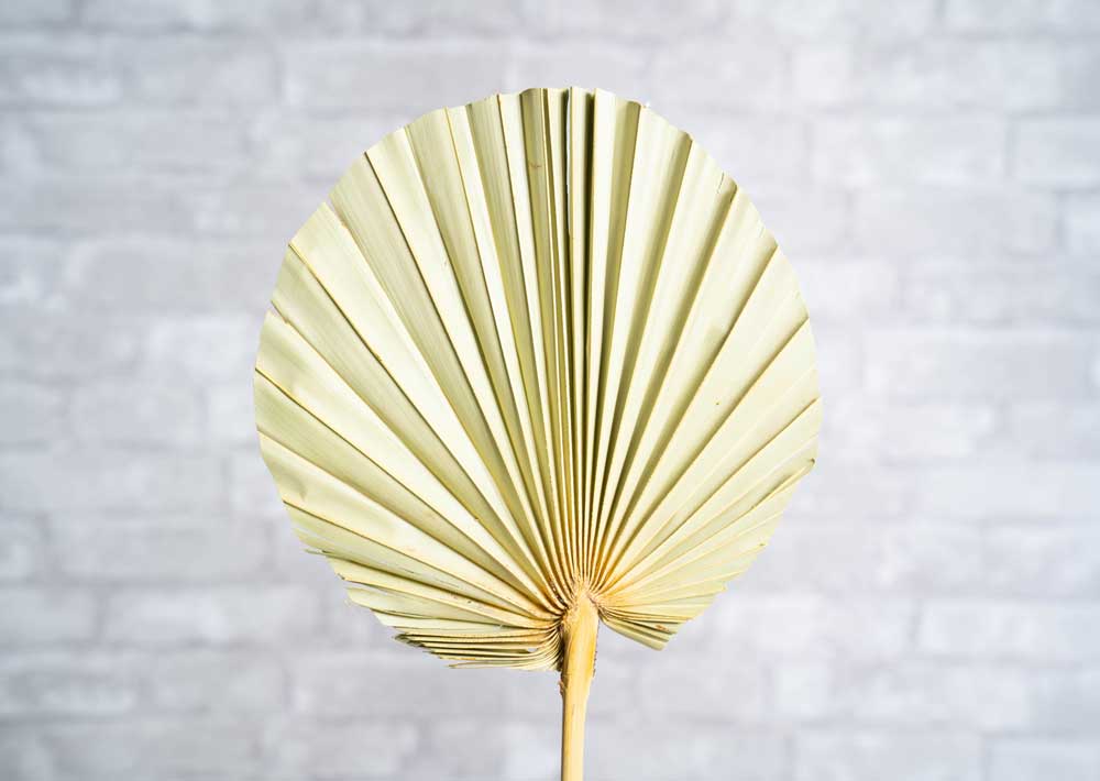 Palm Round Ex-Large (5 Pack)