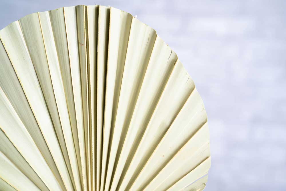 Palm Round Ex-Large (5 Pack) - Image 3