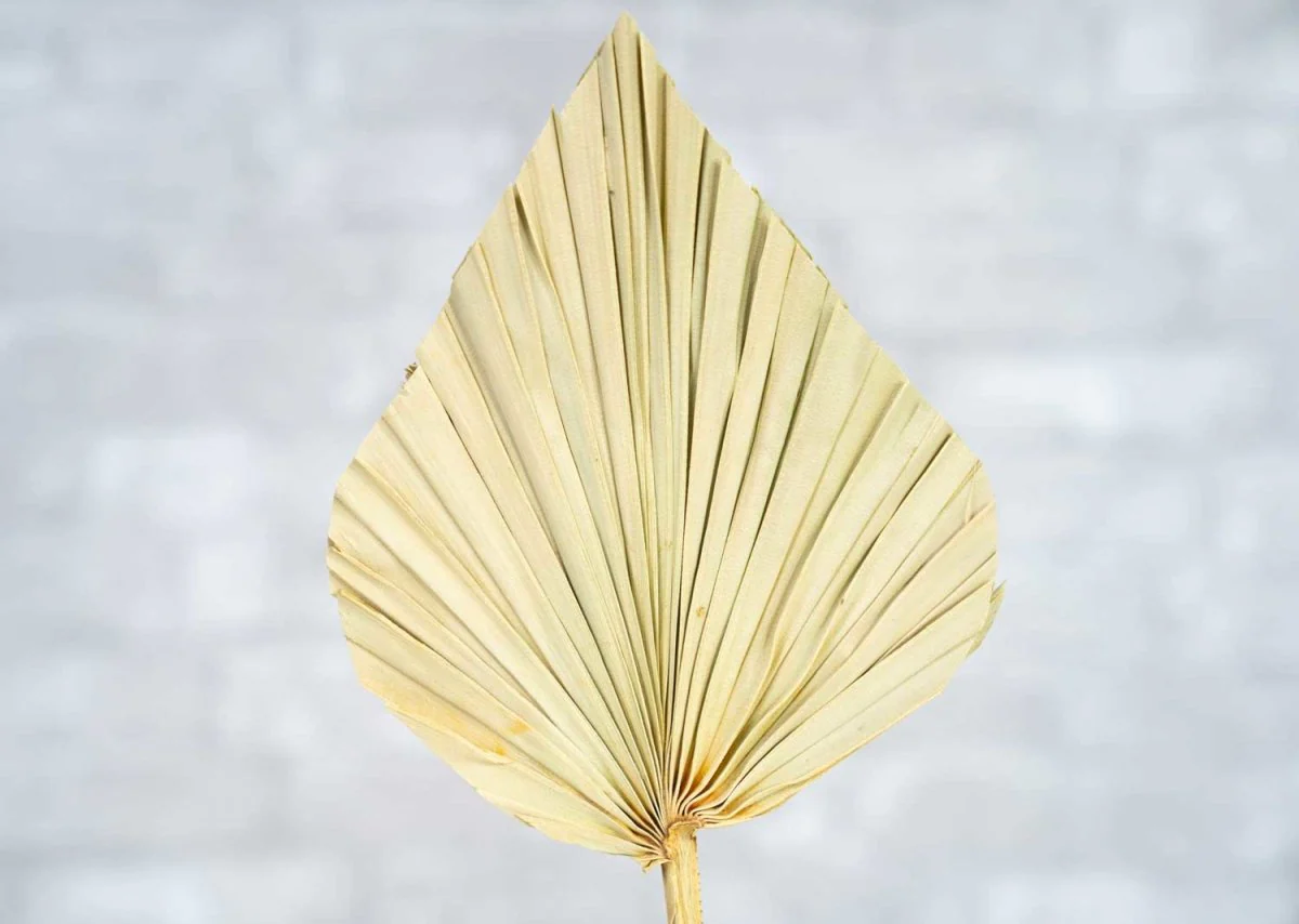 Palm Spear - Image 2