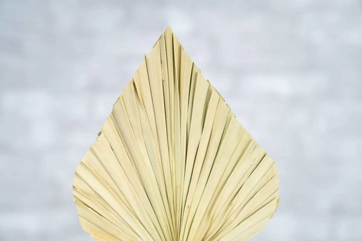 Palm Spear - Image 3