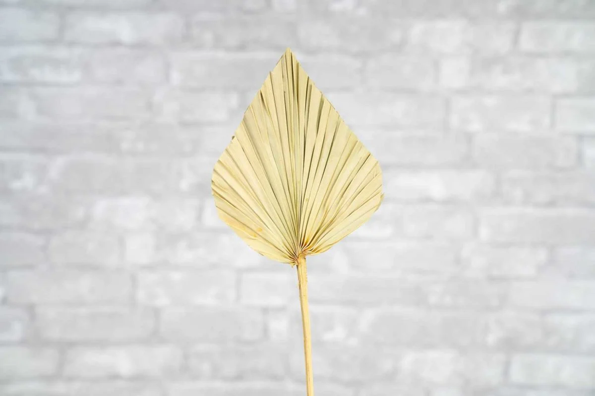 Palm Spear - Image 4