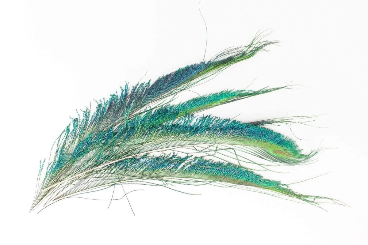 Peacock Sword Feather Set - Pack of 6 - Image 2