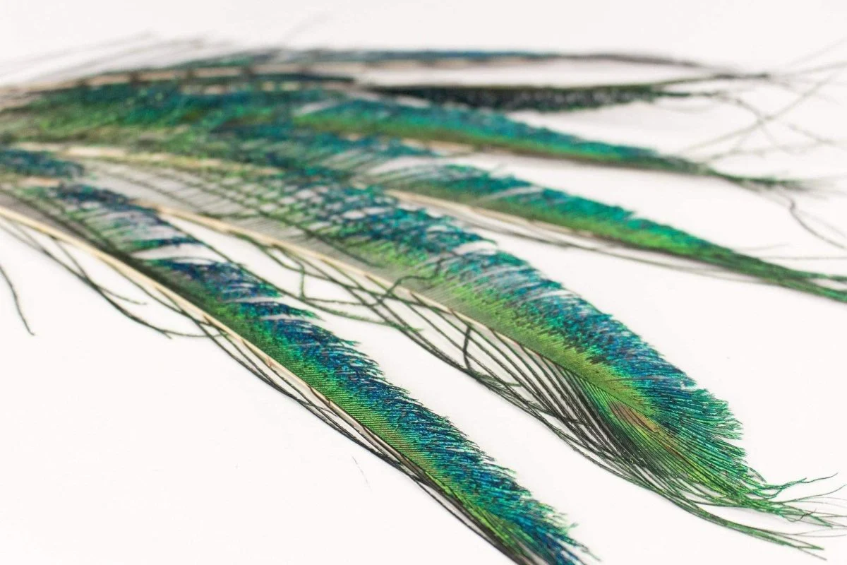 Peacock Sword Feather Set - Pack of 6 - Image 3