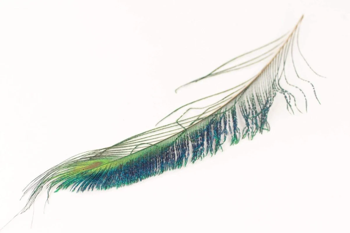 Peacock Sword Feather Set - Pack of 6 - Image 4