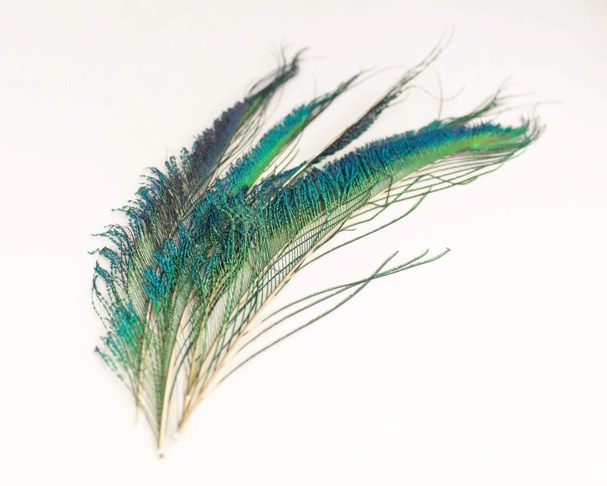 Peacock Sword Feather Set - Pack of 6 - Image 5