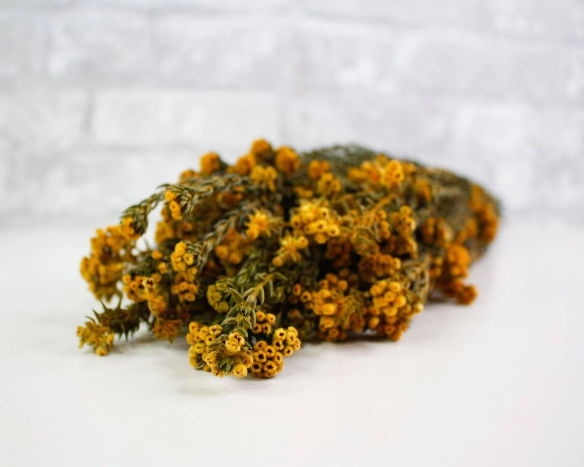 Pixie Cotton - Autumn - Image 5