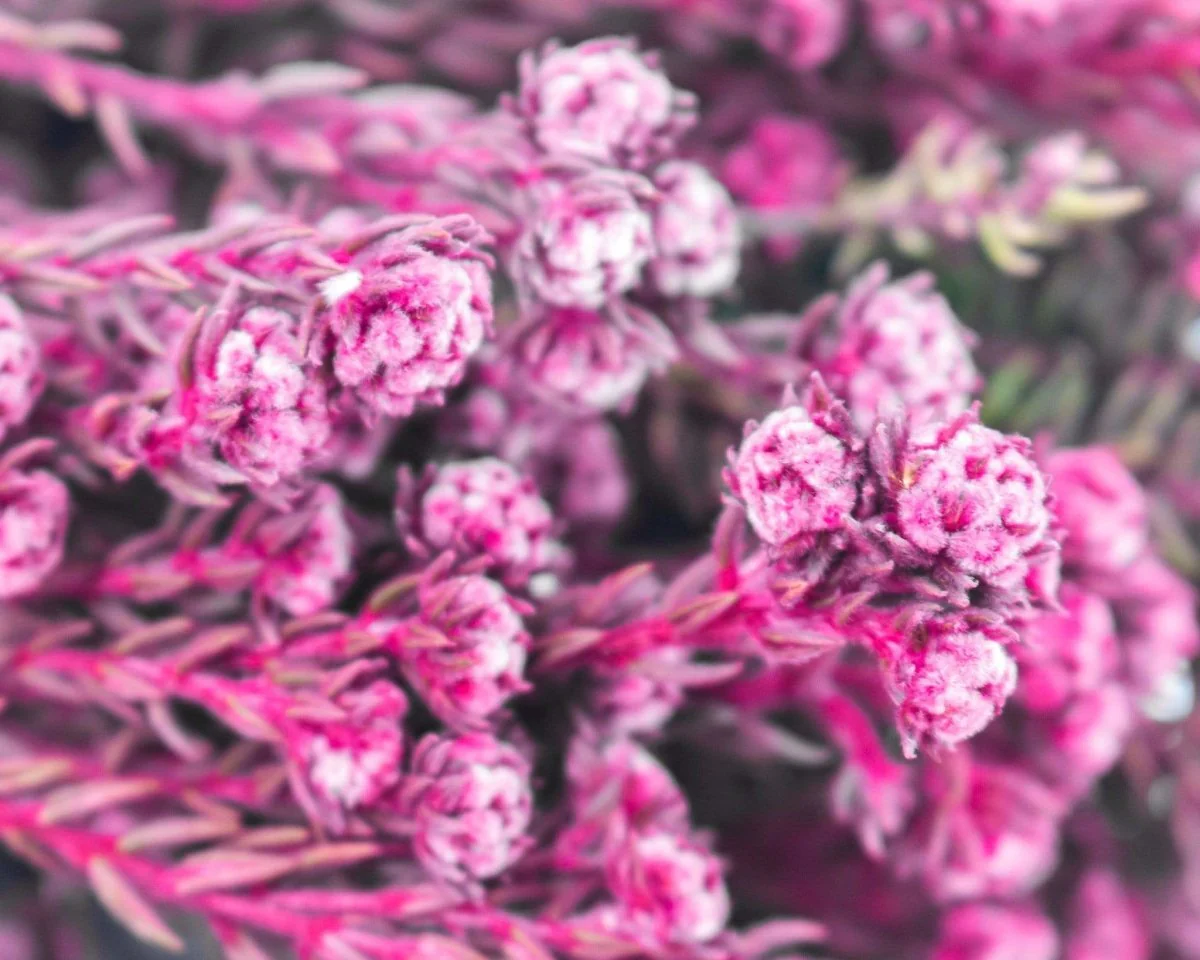 Pixie Cotton - Pink - Image 2