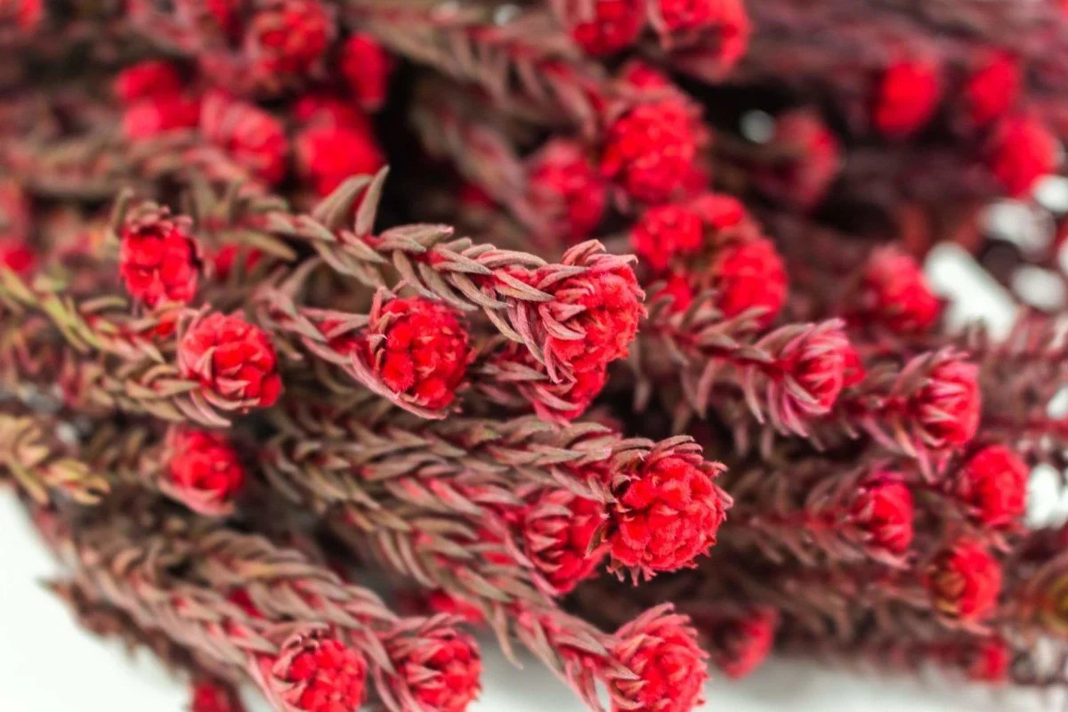 Pixie Cotton - Red - Image 2