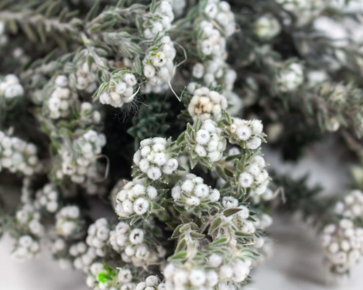 Pixie Cotton - White - Image 2