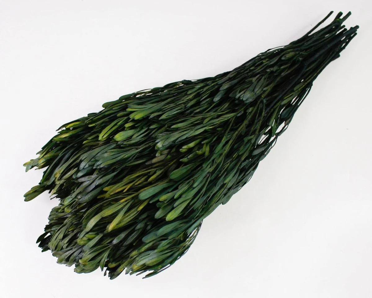 Platys Foliage - Oasis Green - Image 3