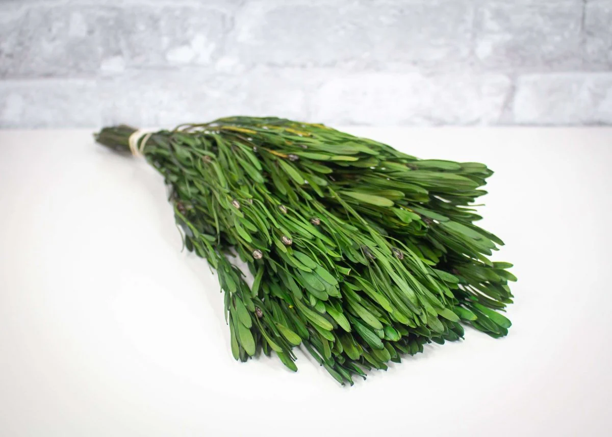Platys Foliage - Spring Green - Image 3