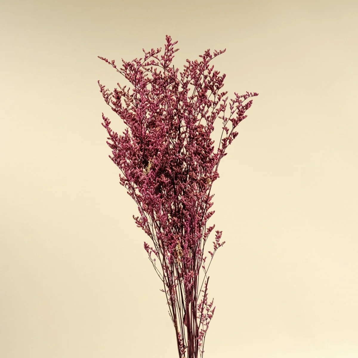 Preserved Caspia - Pink - Image 3