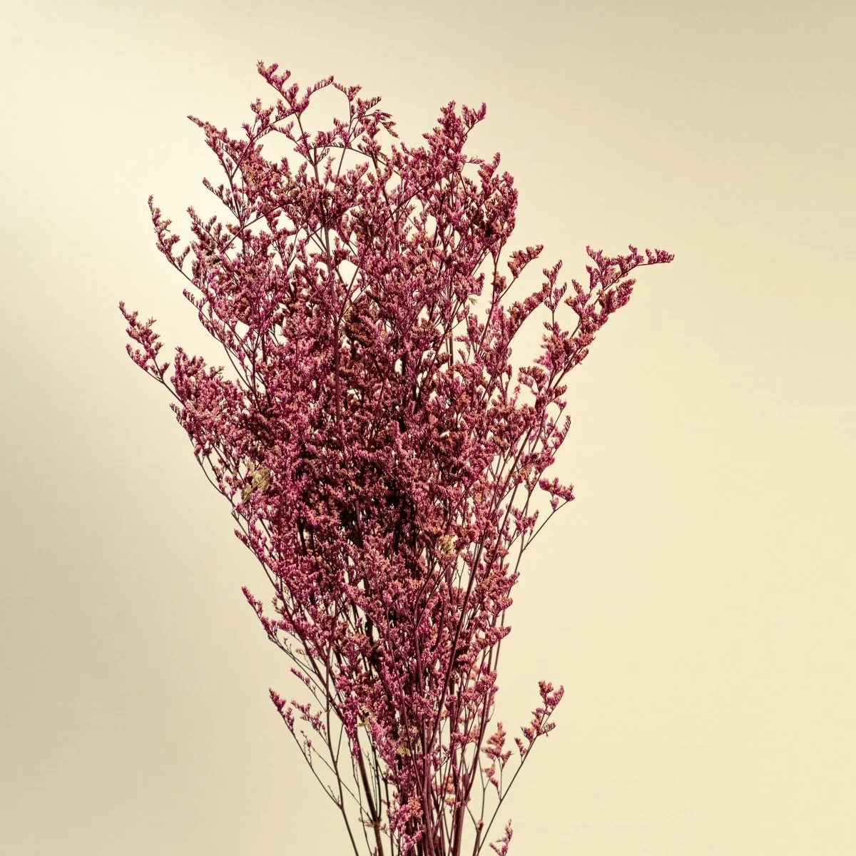 Preserved Caspia - Pink - Image 4