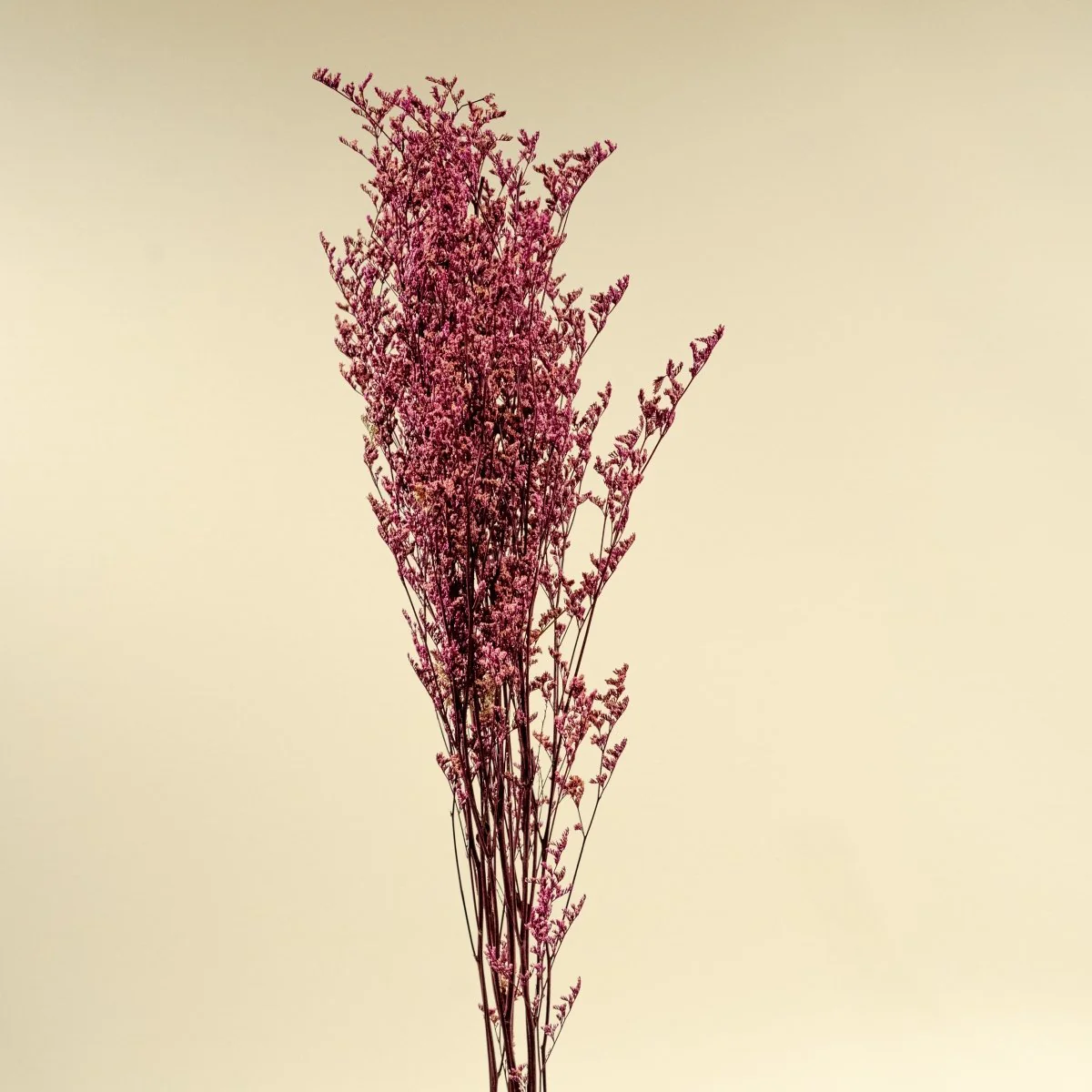 Preserved Caspia - Pink - Image 5